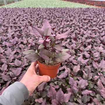 Alternanthera dentata 'Purple Knight'