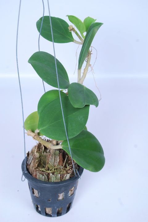 Hoya pachyclada