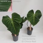 Philodendron 'El Choco Red'