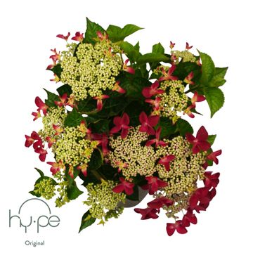 Hydrangea macrophylla LACECAP RED