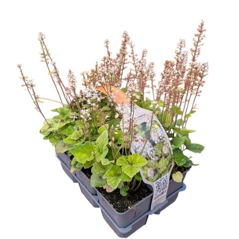 Tiarella wherryi