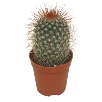 Mammillaria spinosissima