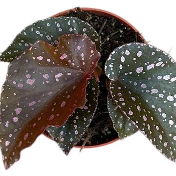 Begonia palmata
