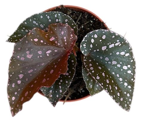 Begonia palmata