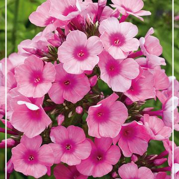 Phlox PINK FLAME