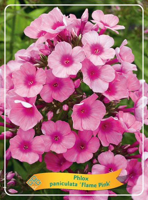 Phlox PINK FLAME