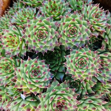 Sempervivum TOETIE FROETIES SPYKES