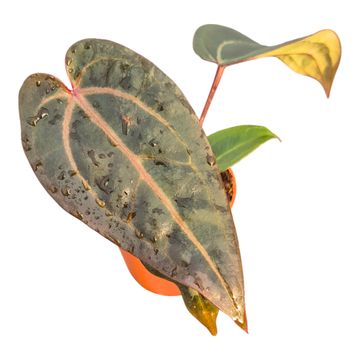 Anthurium DocBlock Red Velvet Cake® '24' X Red Velvet Cake® '24'