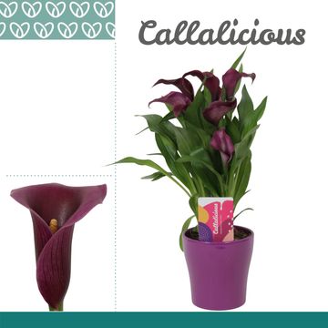Zantedeschia 'Paco'