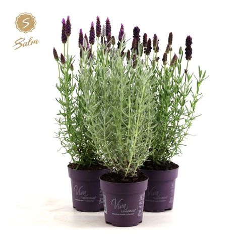 Lavandula stoechas 'Anouk'