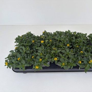 Sanvitalia CUZCO COMPACT YELLOW