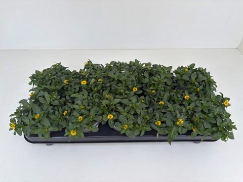 Sanvitalia CUZCO COMPACT YELLOW