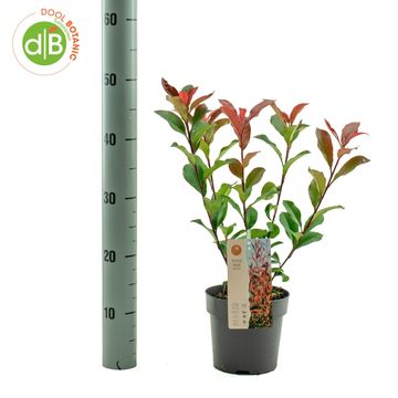Photinia x fraseri CARRÉ ROUGE