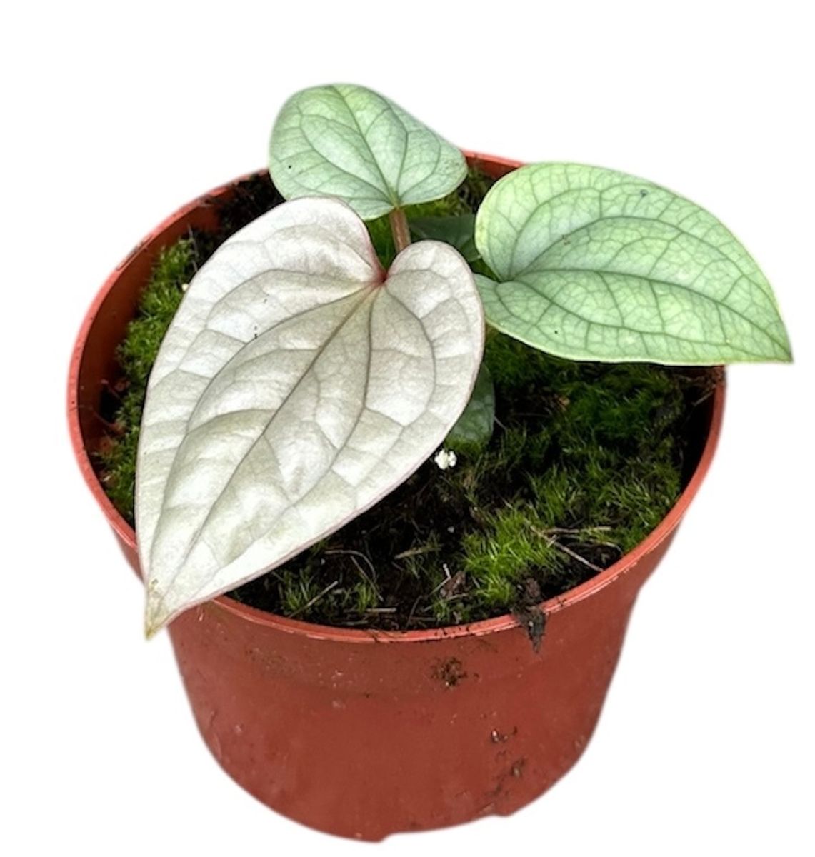 Anthurium luxurians — Plant Wholesale FlorAccess