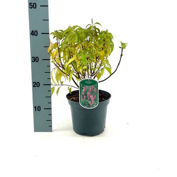 Elsholtzia stauntonii