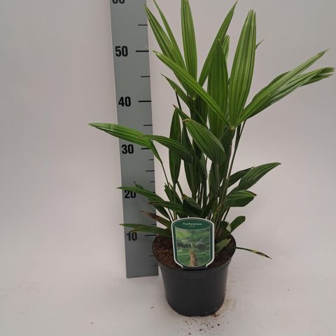 Trachycarpus fortunei