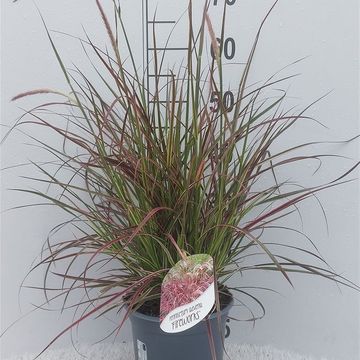 Pennisetum advena 'Fireworks'