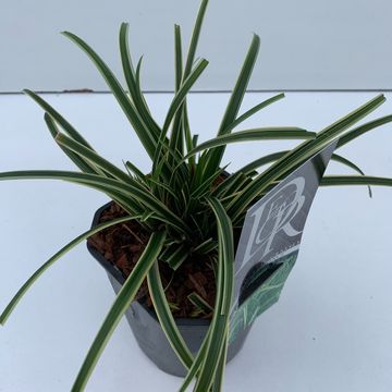 Carex morrowii 'Ice Dance'