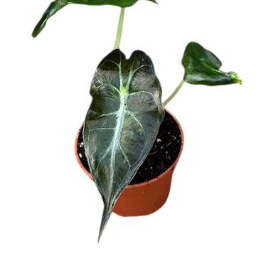 Alocasia 'Venom'