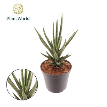 Sansevieria cylindrica TORCH