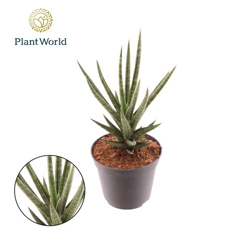 Sansevieria cylindrica TORCH