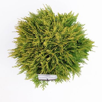 Thuja occidentalis 'Mirjam'