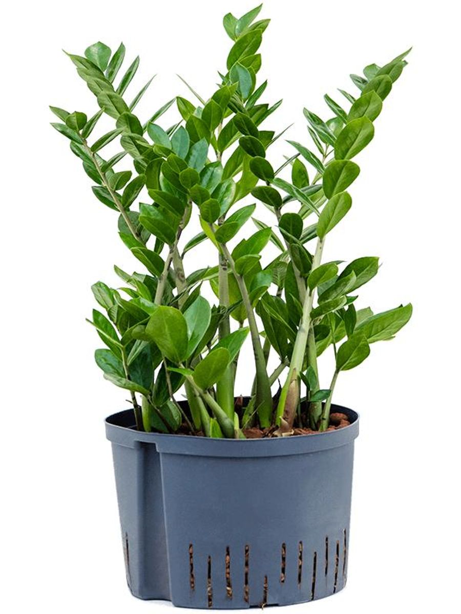 Zamioculcas zamiifolia — Plant Wholesale FlorAccess