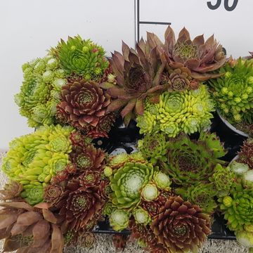 Sempervivum MIX IN POT