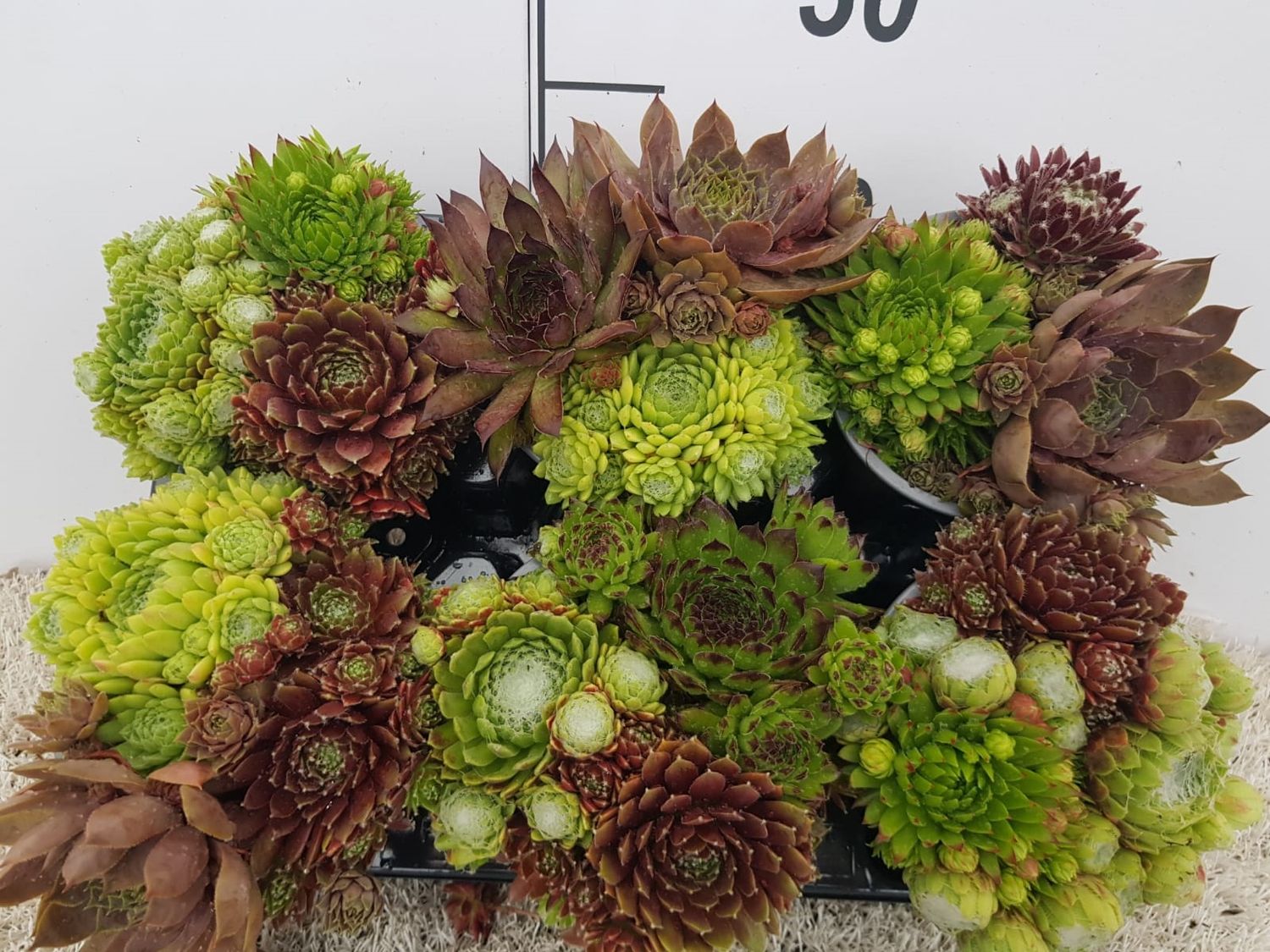 Plantes - Composition florale,Mélange de 39 plantes vertes succulentes Plantes - Composition florale,Mélange de 39 plantes vertes succulentes