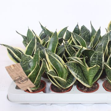 Sansevieria trifasciata 'Golden Hahnii'