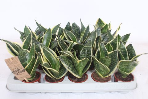 Sansevieria trifasciata 'Golden Hahnii'