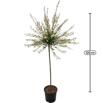 Salix integra 'Hakuro-nishiki'