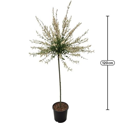 Salix integra 'Hakuro-nishiki'