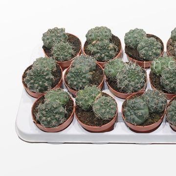 Gymnocalycium baldianum