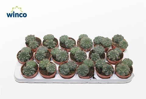 Gymnocalycium baldianum