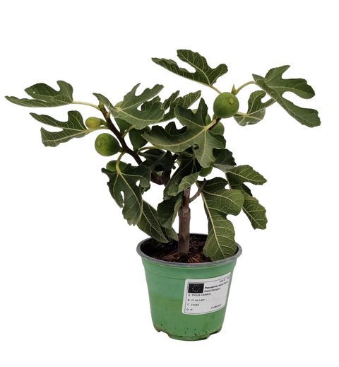 Ficus carica 'Bornholms Diamant'