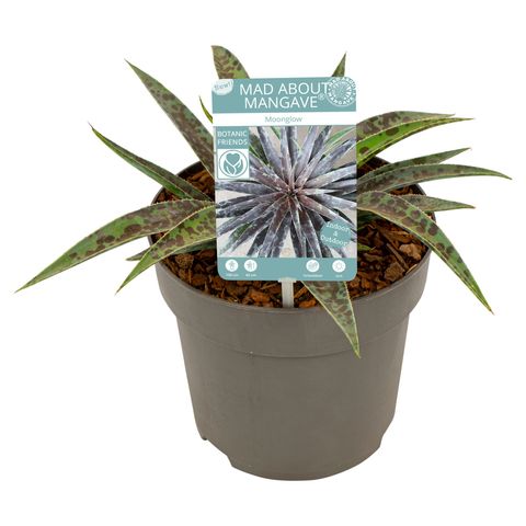 x Mangave 'Moonglow'