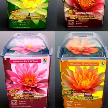 Nymphaea MIX