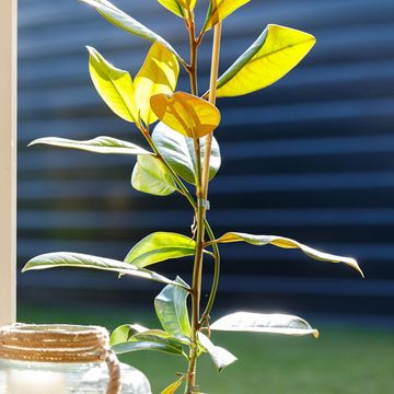 Magnolia grandiflora