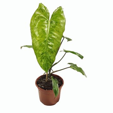 Philodendron 'Paraiso Verde'