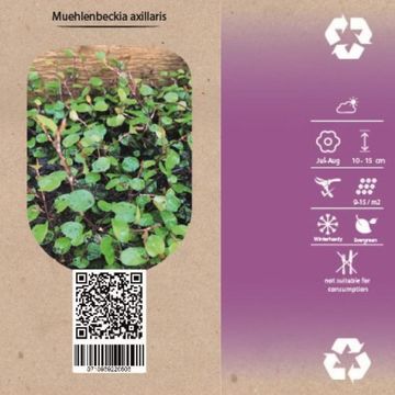 Muehlenbeckia axillaris