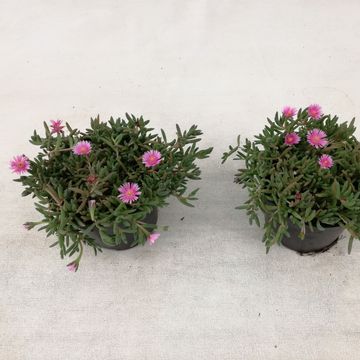 Delosperma cooperi LIDO PINK