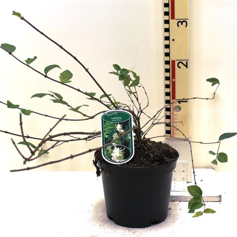 Lonicera fragrantissima — Plant Wholesale FlorAccess