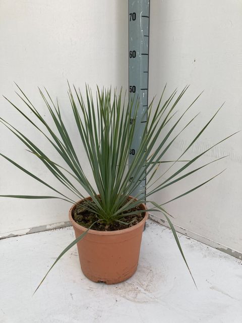 Yucca rostrata