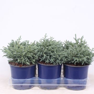 Chamaecyparis pisifera 'Baby Blue'