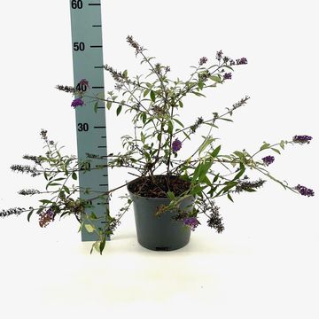 Buddleja FREE PETITE DARK PINK