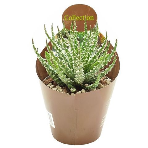 Aloe humilis x erinacea