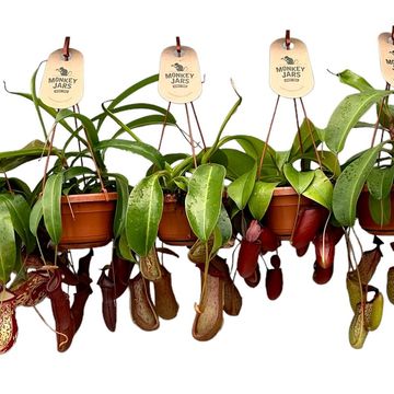 Nepenthes MIX