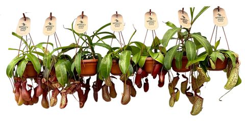 Nepenthes MIX