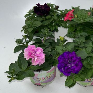 Petunia ORIGAMI MIX
